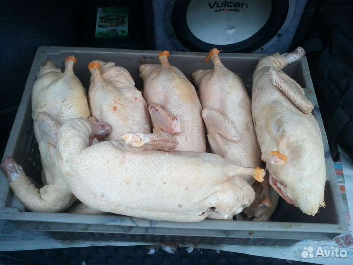 Мясо гуся, утки