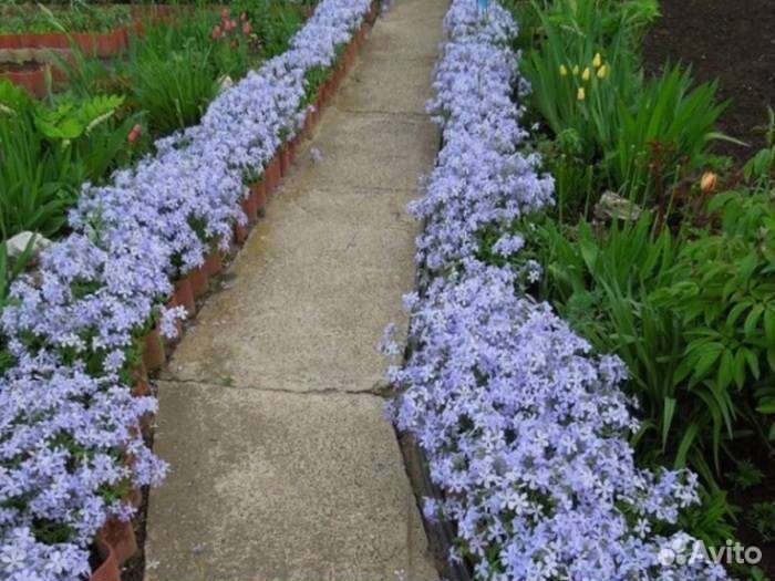 Цветы Вербейник, флокс шиловид, ландыш