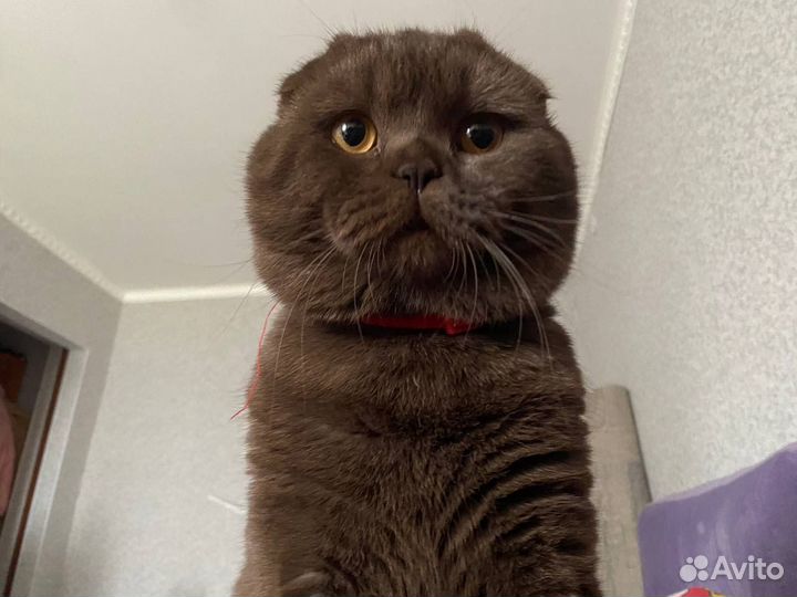 Шотландский вислоухий кот