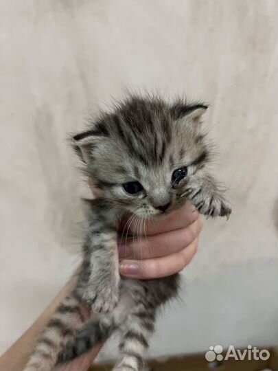 Котята-метисы