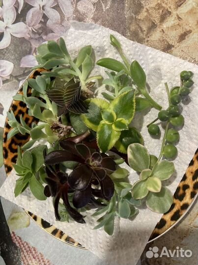 Суккуленты