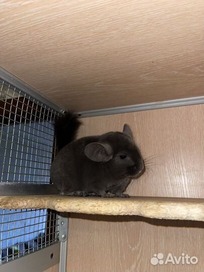 Шиншилла фио-эбони самец
