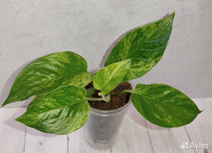 Эпипремнумы, сциндапсус (2)