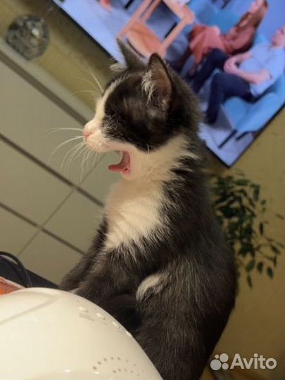 Котята в добрые руки бесплатно