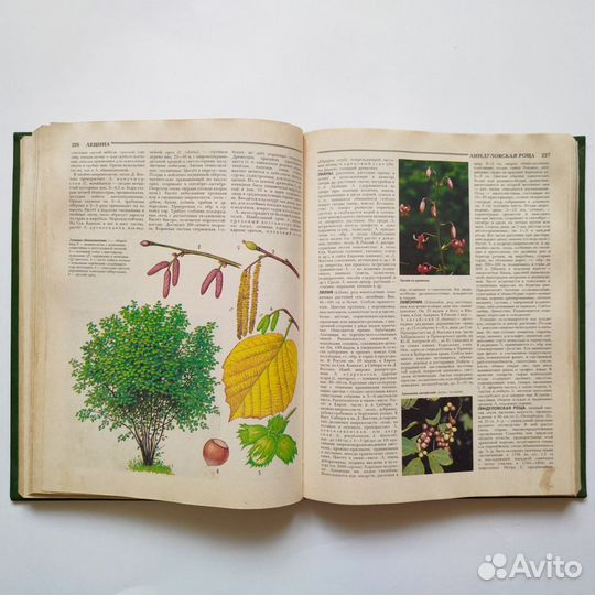 Книги о природе, растениях, о лесе с красивыми илл