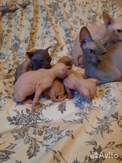 Канадский сфинкс котенок