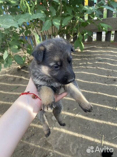 Продам щенка немецкой овчарки