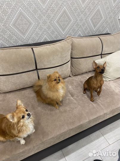 Зоогостиница Передержка собак