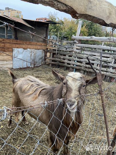 Козел на вязку