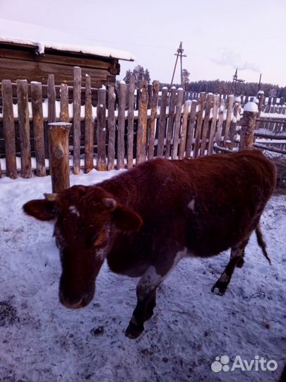 Телки стельные