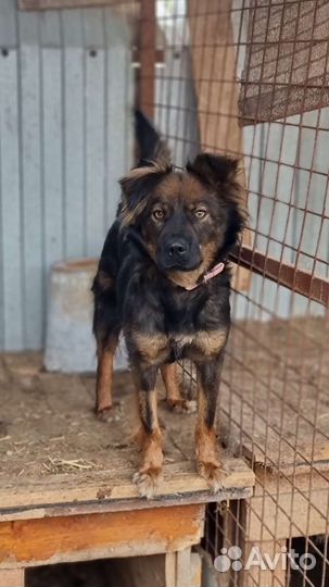 Милана в добрые руки