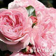 Роза Мария Терезия саженцы