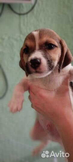 Отдам в добрые руки