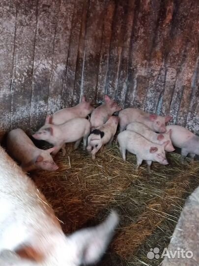 Поросята