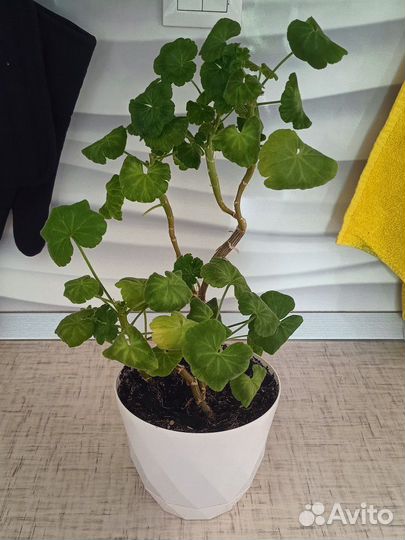 Пеларгония сортовая