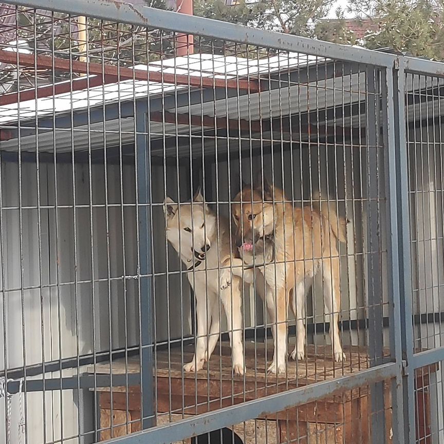 Продам щенка Западно-Сибирской лайки