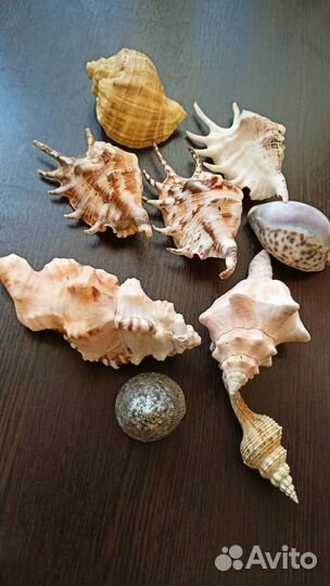 Компрессор акамуляторный,ракушки