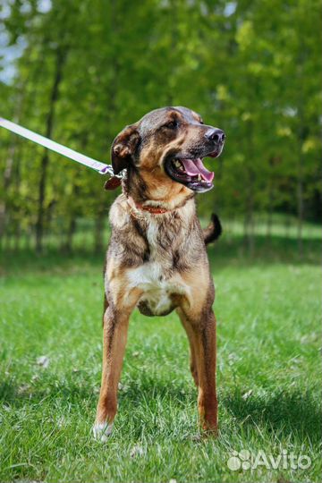 Собака Август ищет дом