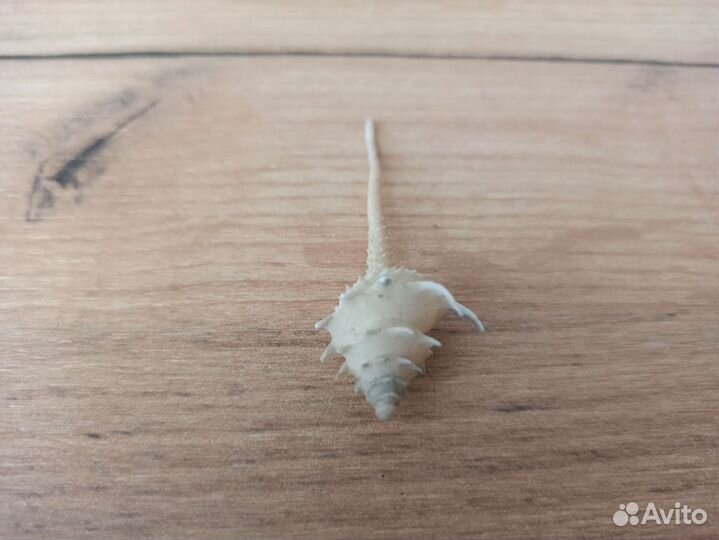 Морская раковина