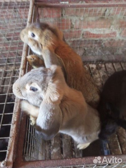 Гуси, индюки, куры, петушки, кролики