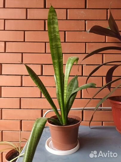 Сансевиерия разная (тещин язык)