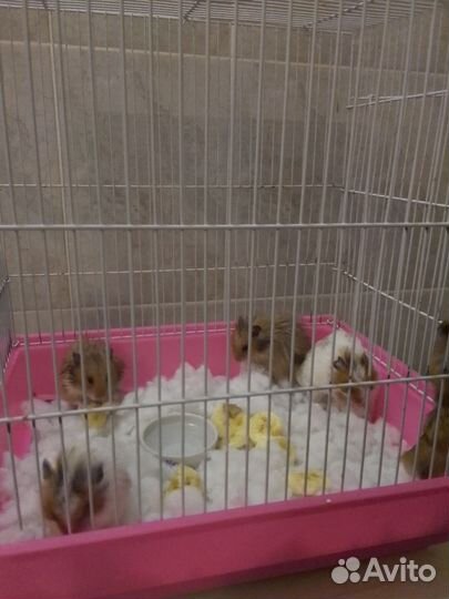 Сирийские хомяки с клеткой