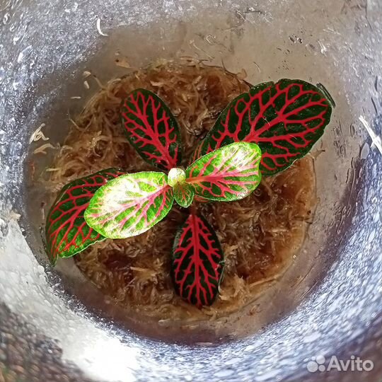 Фиттония сорт - Mosaic Mistral