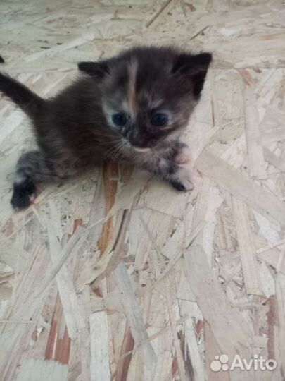 Котенок девочка в добрые руки