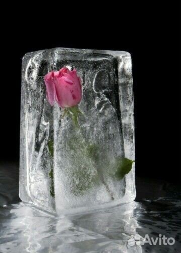 Роза во льду