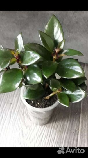 Растения (мини) для флорариумов и террариумов