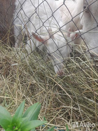 Продам козликов, от азаненки