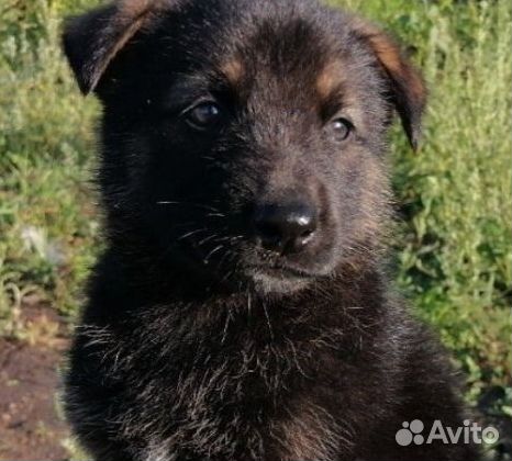 Щенок в добрые руки стерелизуем