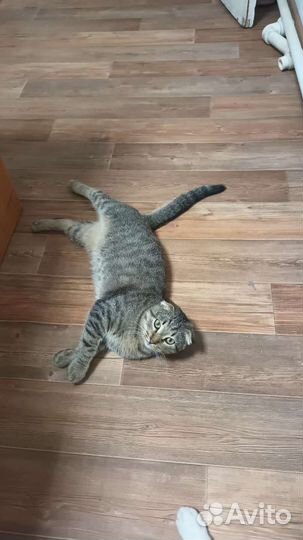 Вислоухий котик