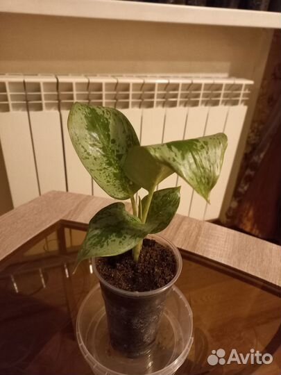 Аглаонема лимон минт