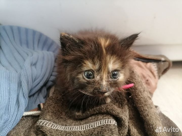 Котятки в добрые руки