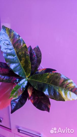 Кротон радуга