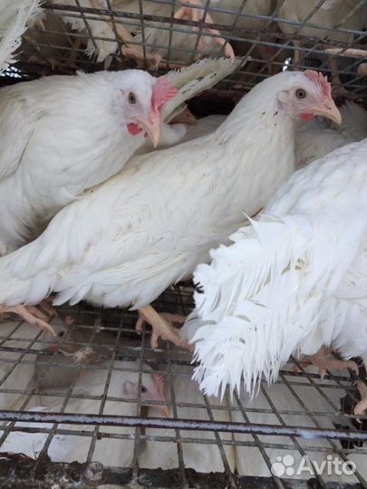 Куры Несушки