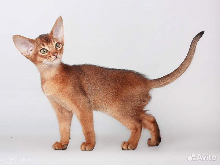 Абиссинские котята