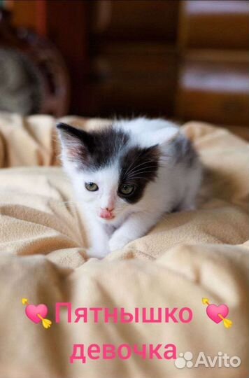 Шикарные котята в дар 2 мес