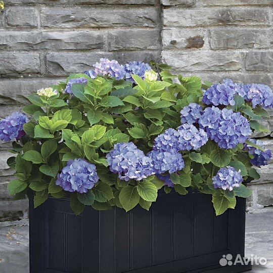 Саженцы крупнолистных Гортензий