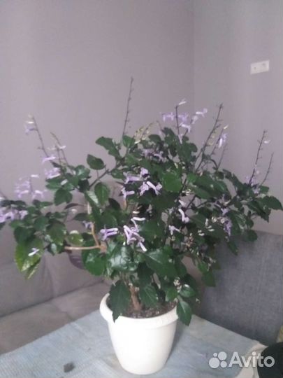 Плектраниус Моно