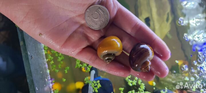 Улитки ампулярии