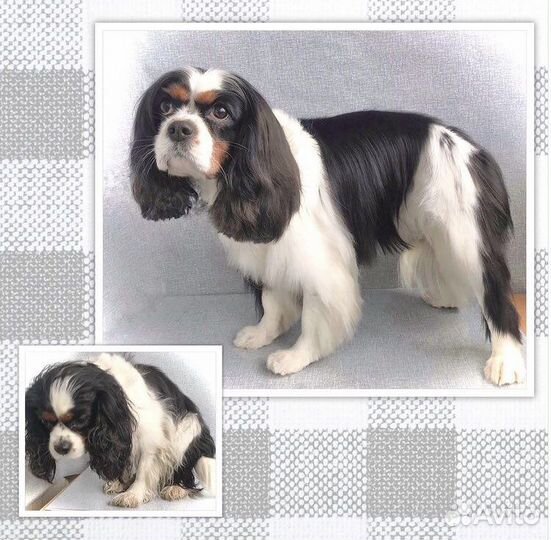 Стрижка собак и кошек (груминг) Грумер