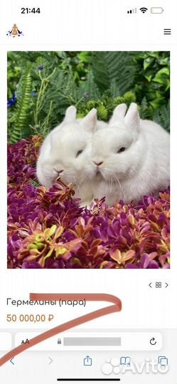 Лучшие кролики карликовые