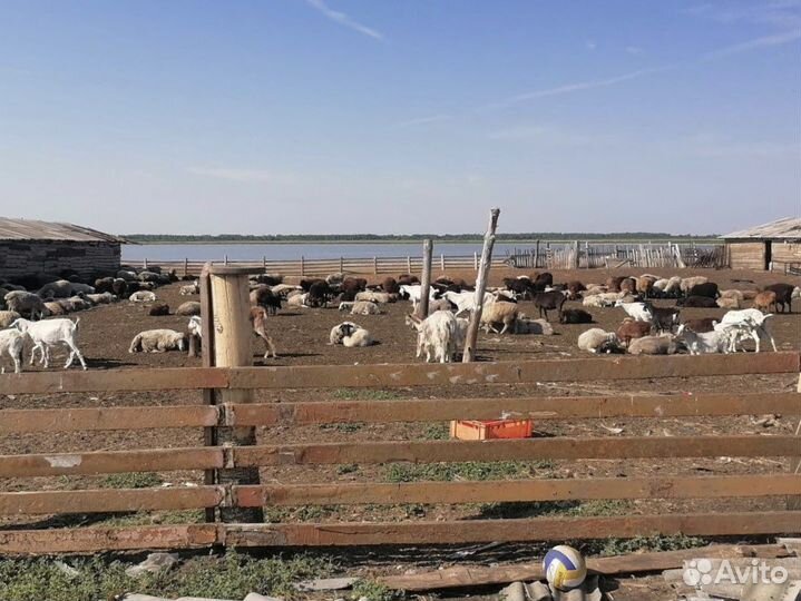 Мясо баранина