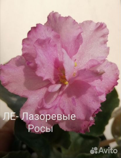 Черенки сортовых фиалок срез