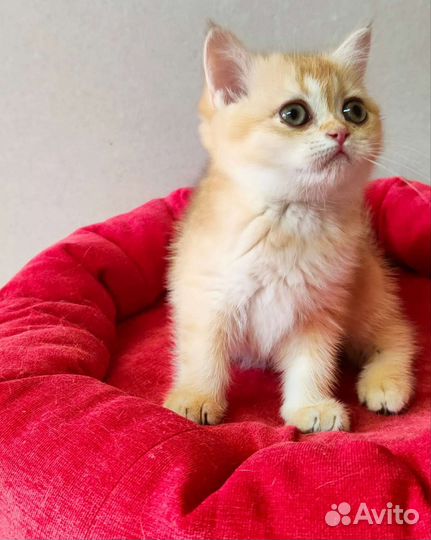 Кошка золотая шиншилла
