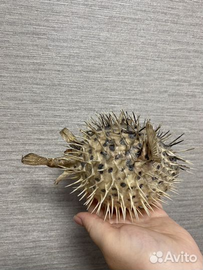 Рыба фугу чучело