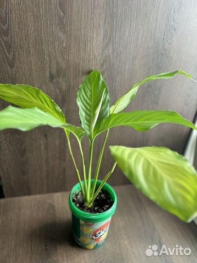 Спатифиллум, Гиппеаструм