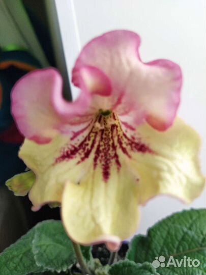 Стрептокарпусы